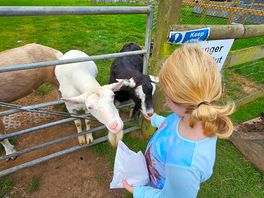 Goat feeding