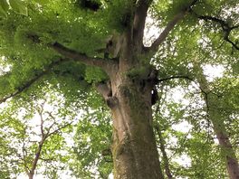 Large tree in the wood
