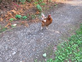 Little visitor