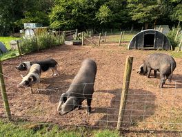 Kids loved the pigs!