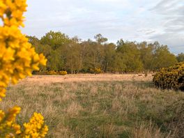 Deer in the adjacent field