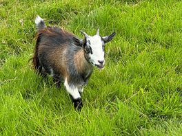 Goats in the field nearby!