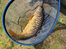 My sons pb 13lb mirror carp