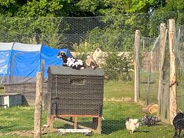 Goat and chickens roosting