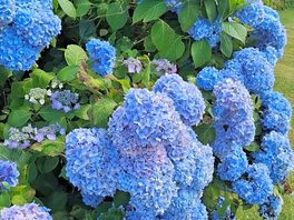 Rhododendron