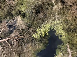 Trees from hammock