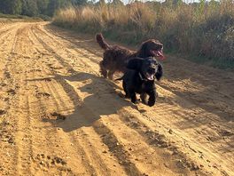 Great walks for dogs