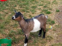 The goats.