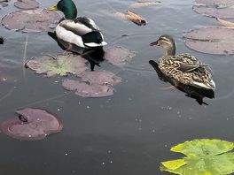 Lovely pond of the campsite