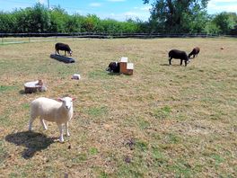 Goats and a lamb