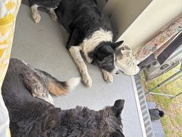 Crazy dogs even relax here