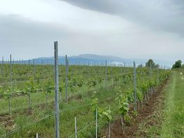 The view from the local vineyards