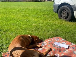 We had so much space that no dog fence was required 😊