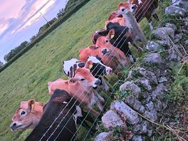 Baby cows greeted us on arrival