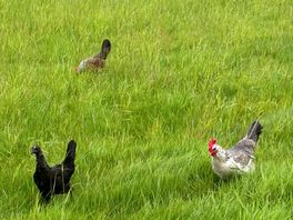 Free ranging hens at cumblands