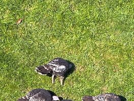 The turkeys