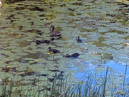 Baby ducks on pond