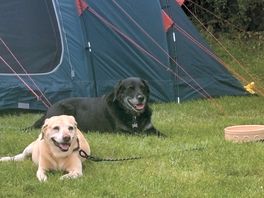 The dogs loved it