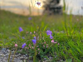 Flowers at sunset