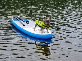 Dog friendly