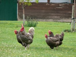 Our lovely neighbours