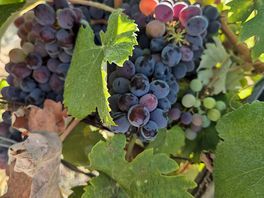 Grapes