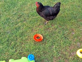 Chicken number 47