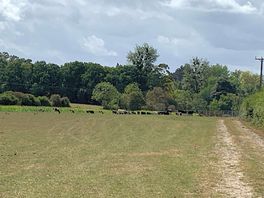 Field leading to campsite with cows