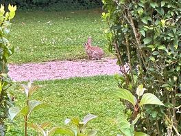 Lapins