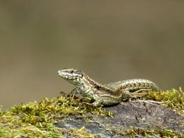 Lots of lizards!