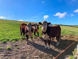 Cows