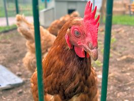 Fresh eggs