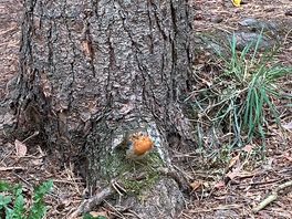 Woodland