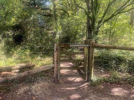 Walking the ant trail