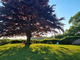 Level field bordered by glorious mature trees