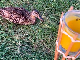 Duck.