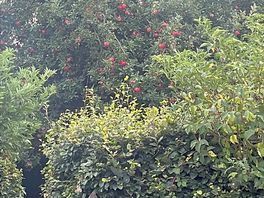 Apple tree