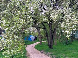 Forest pitch tent through the blossom
