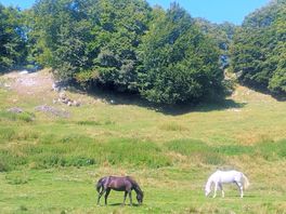 Vista da una delle passeggiate vicino ad una malga dove si mangia rustico ma bene .