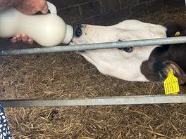 Feeding the cows