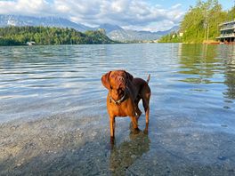 Rio the man himself very dog friendly