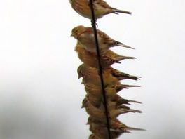 Bird on the wire spotted through the hedge from the site - linnet and twite i think!!