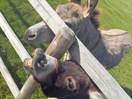 Donkeys