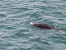 Seals and dolphins