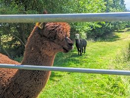Ezra and ghostface, the alpacas