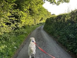 Evening walk down the lane