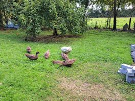 Grass pitches with some friendly animals around