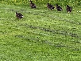 Ducks