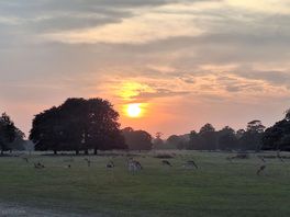 Deers