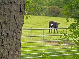 The local residents
